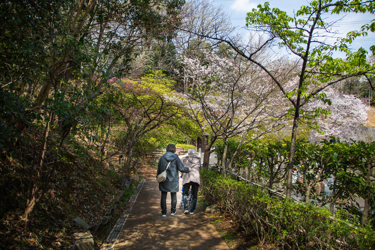 「さまざまのこと思ひ出す 桜かな」 芭蕉