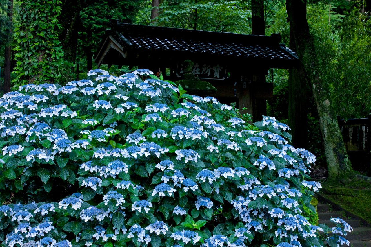 浄智寺のガクアジサイ。現在は写真よりコンパクトに手入れをされている 写真=原田寛