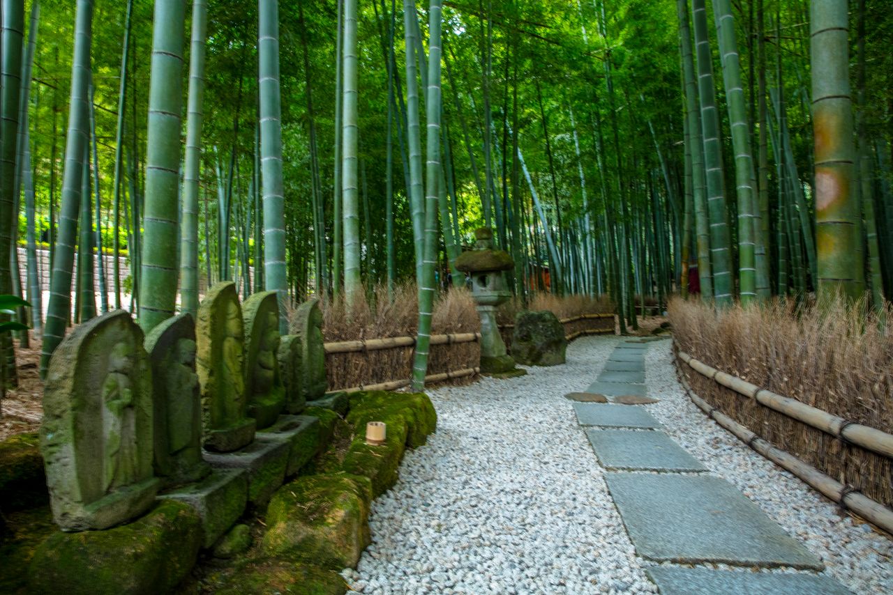 約2000本もの孟宗竹(もうそうちく)が立ち並ぶ報国寺 写真=原田寛