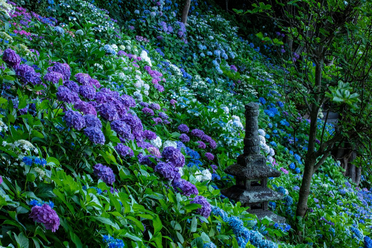 斜面に約2500株が咲き競う長谷寺「あじさい路」。拝観料とは別に入場料が必要 写真=原田寛