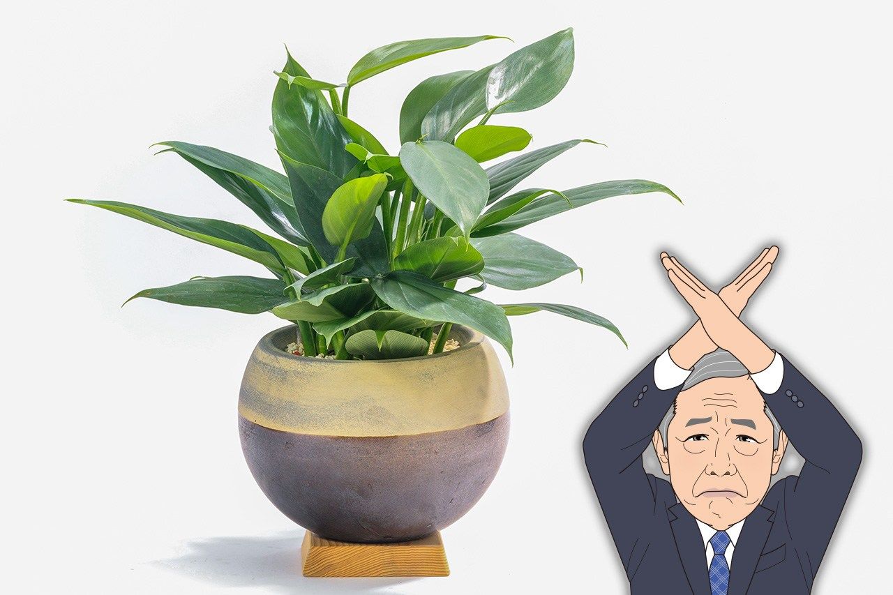 観葉植物の鉢植え(PIXTA)