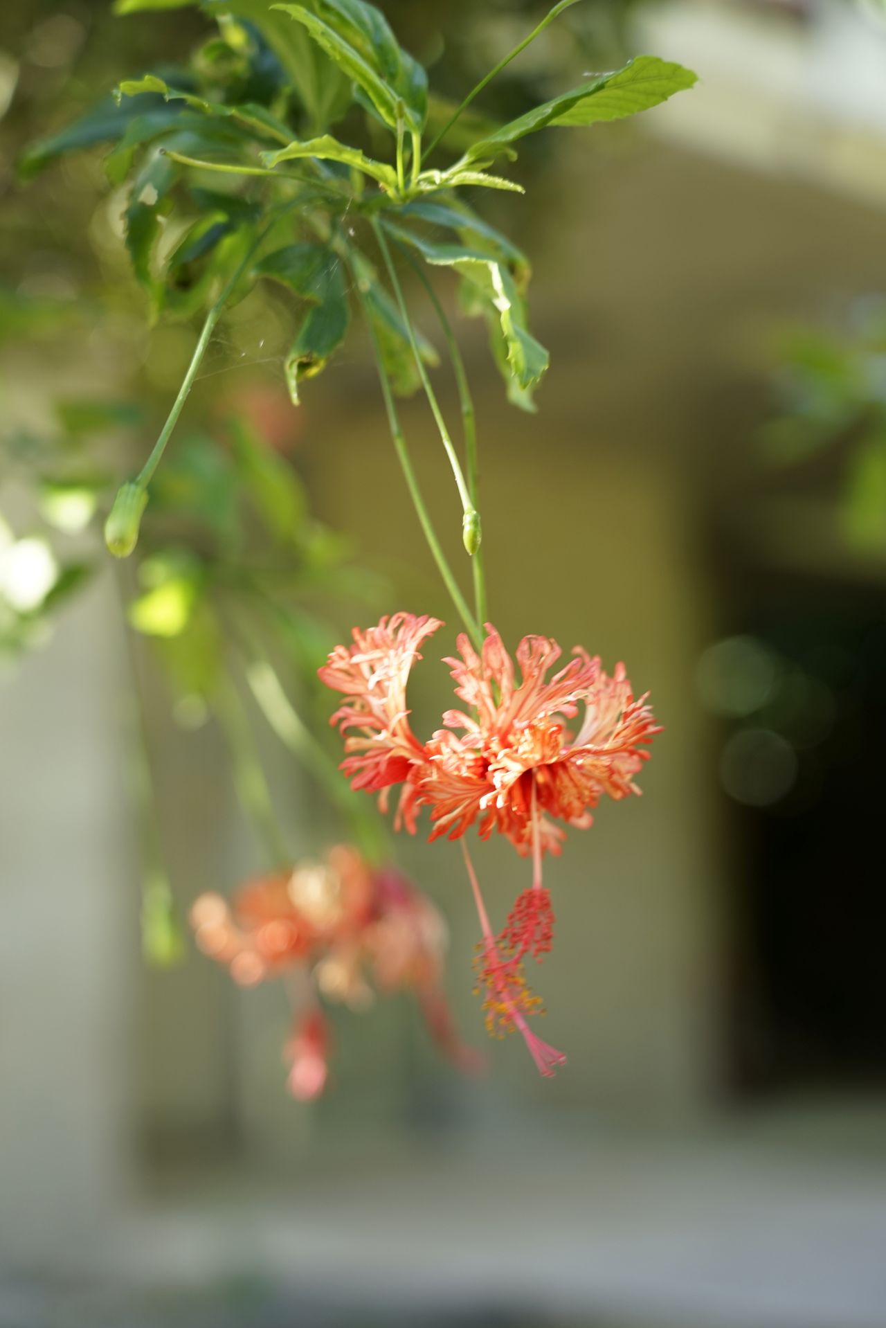 入退場口を飾っていた風鈴仏桑花(ふうりんぶっそうげ)。仏桑花とはハイビスカスのことで、沖縄では神前・仏前によく飾る 撮影=大坂 寛
